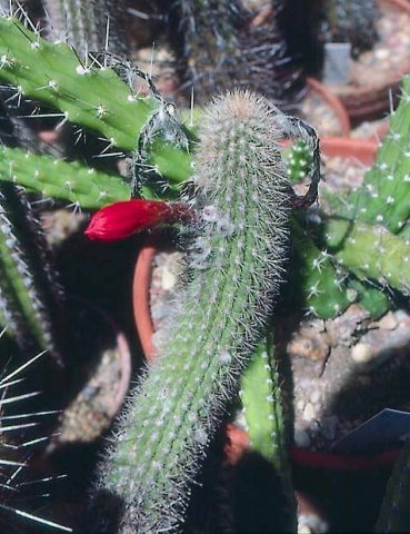 cleistocactus_acanthurus